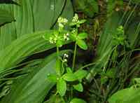 ���c�o���O��