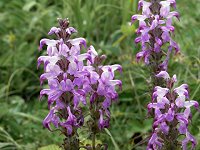 ���c�o�V�I�K�}