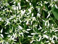 ���L�n�i�\�E