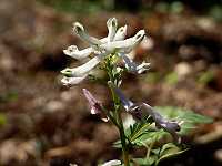 ���L���u�P�}��