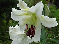 �J�T�u�����J