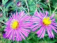 ���E�[���M�N