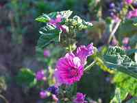 �[�j�A�I�C