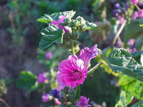 �[�j�A�I�C