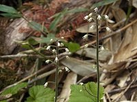 �Y�_���N�V��