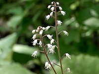 �Y�_���N�V��