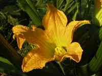 �Y�b�L�[�j�̉�