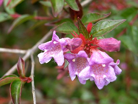 ベニバナツクバネウツギ