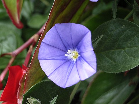 コンボルブルス