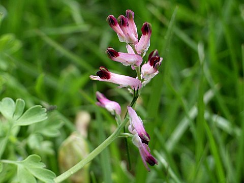 �R���_���X