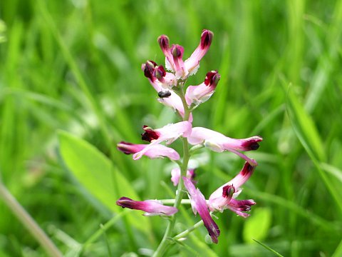 �R���_���X