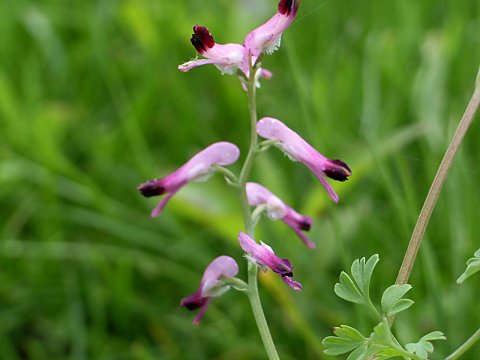 �R���_���X