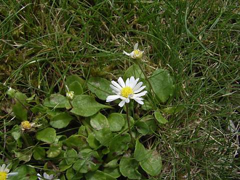 �C���O���b�V���f�[�W�[