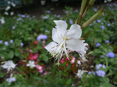 ハクチョウソウ