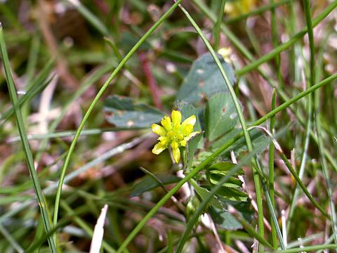 コメツブツメクサ