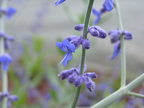 ロシアンセージ