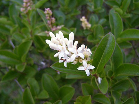 セイヨウイボタ