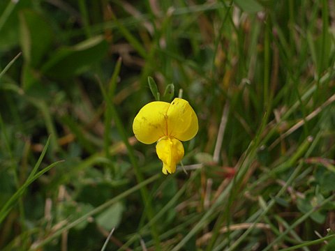 セイヨウミヤコグサ