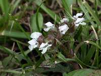 �Z�C���E�E�c�{�O