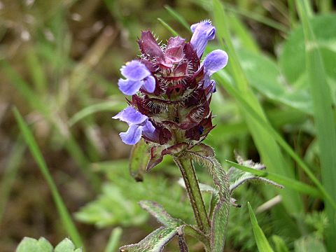 セイヨウウツボグサ