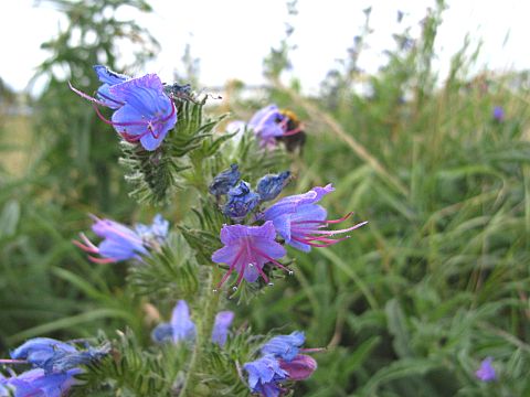 シベナガムラサキ