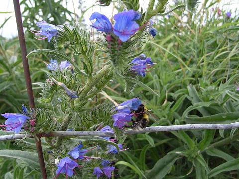 シベナガムラサキ