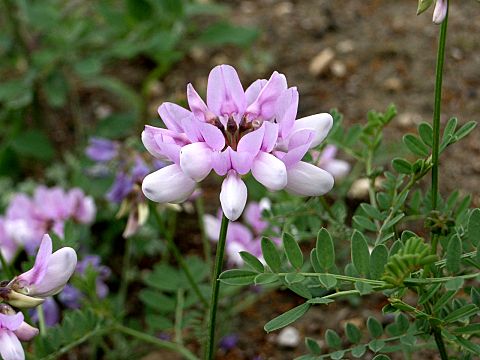 タマザキクサフジ