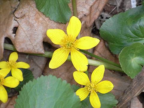 �G���R�E�\�E