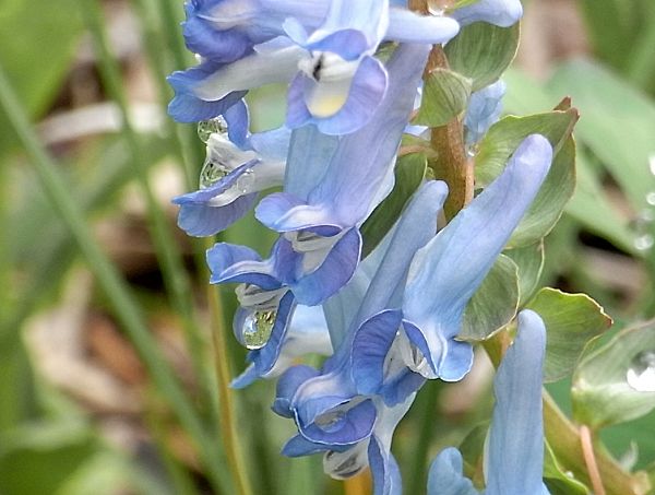 エゾエンゴサク