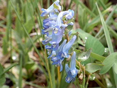 エゾエンゴサク