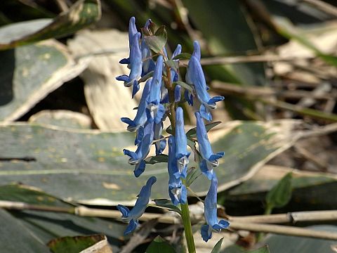 エゾエンゴサク