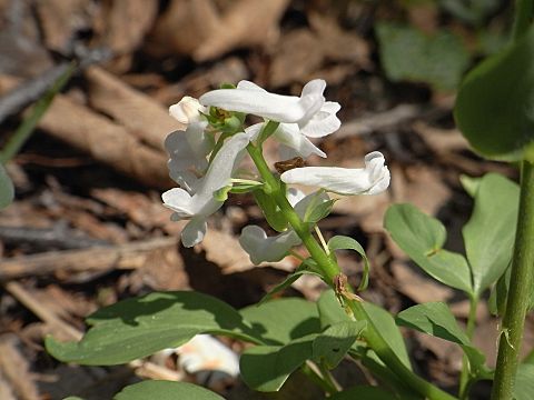 エゾエンゴサク