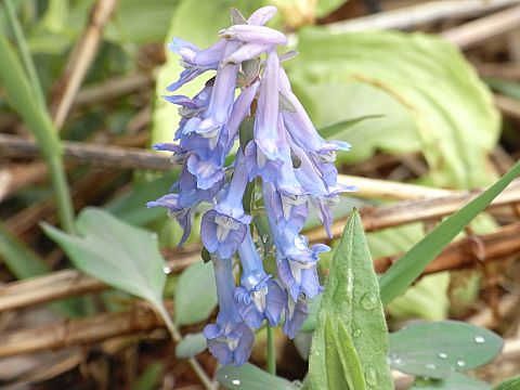 エゾエンゴサク