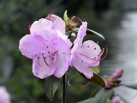 エゾムラサキツツジ