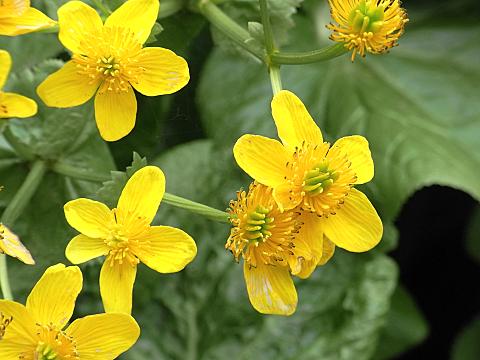 エゾノリュウキンカ