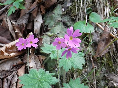 エゾオオサクラソウ