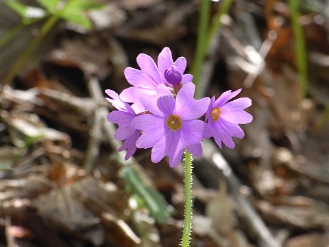 エゾオオサクラソウ
