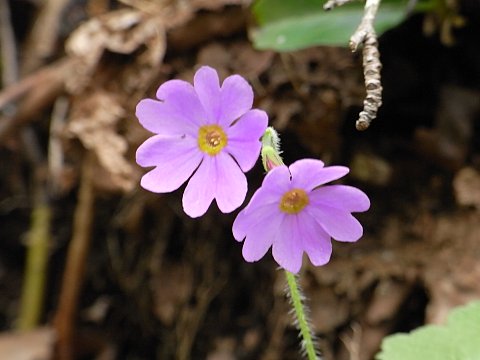 エゾオオサクラソウ