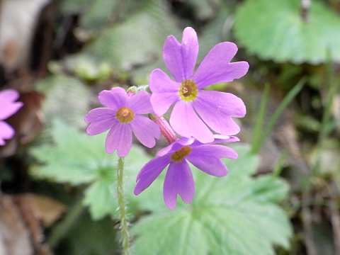 エゾオオサクラソウ