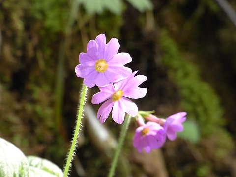 エゾオオサクラソウ