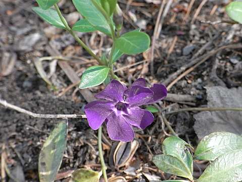 ヒメツルニチニチソウ