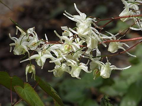 キバイカリソウ