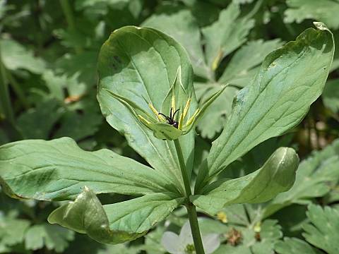 クルマバツクバネソウ