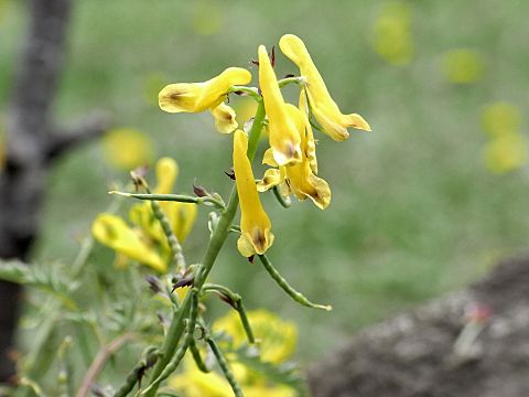 ミヤマキケマン