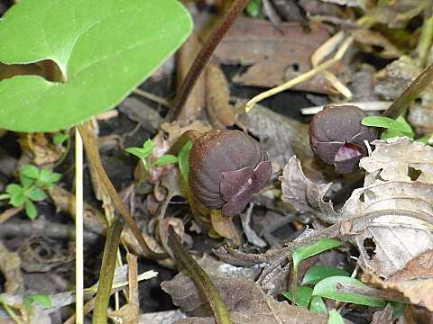 オクエゾサイシン