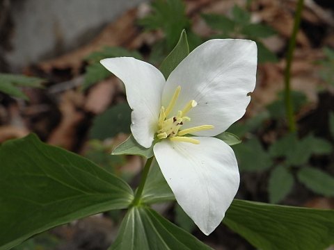 �I�I�o�i�m�G�����C�\�E