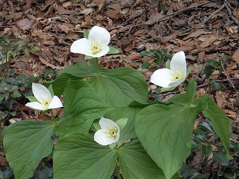 �I�I�o�i�m�G�����C�\�E