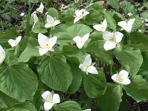 �I�I�o�i�m�G�����C�\�E