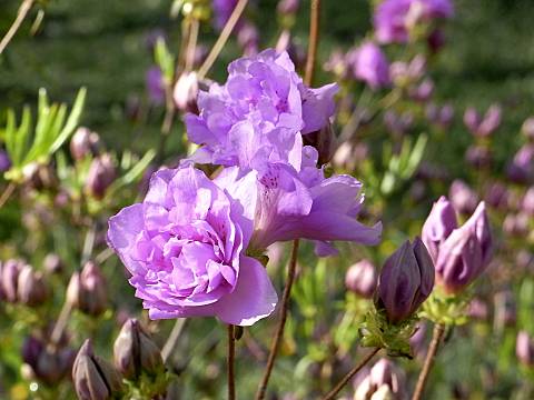 ヨドガワツツジ