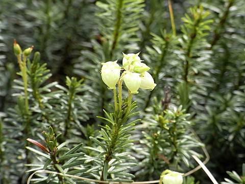 アオノツガザクラ